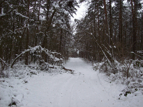 vorw&auml;rts bl&auml;ttern