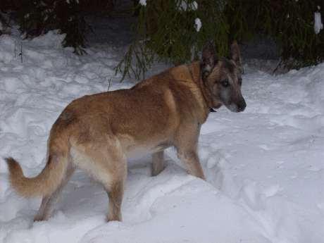 vorw&auml;rts bl&auml;ttern