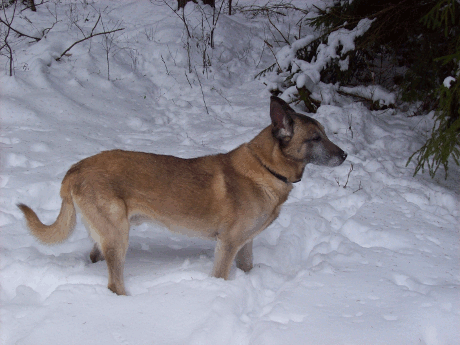 vorw&auml;rts bl&auml;ttern