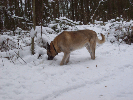vorw&auml;rts bl&auml;ttern